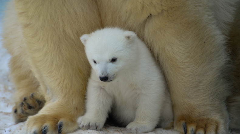 Russland: Nowosibirsker Zoo zeigt Eisbärenbabies