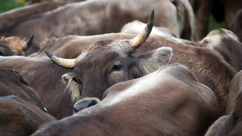 Urteil nach tödlicher Kuh-Attacke - Schadenersatz für Hinterbliebene 
