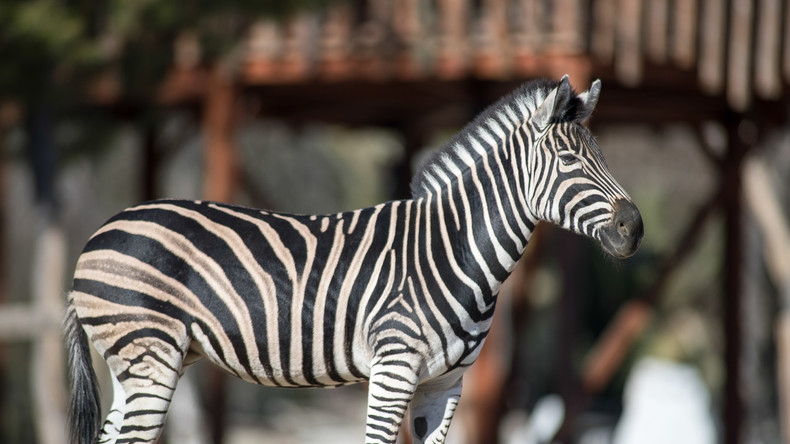 Forscher stellen fest: Streifen von Zebras dienen nicht zum Schutz vor Raubtieren