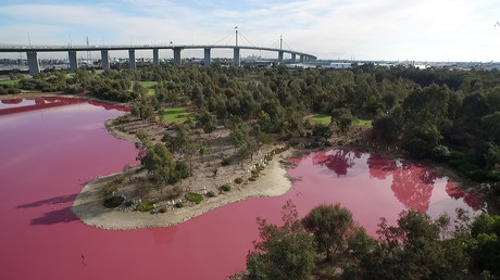 Algen färben See in Australien in knalliges Rosa