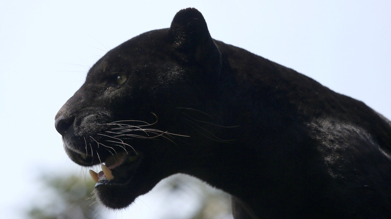 Jaguar greift Frau bei Selfie-Aufnahme in US-Zoo an 