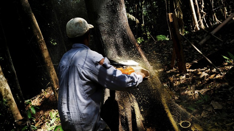 Abholzung des Amazonas-Regenwaldes legt zu 