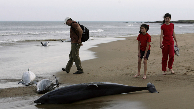Hunderte tote Delfine an Frankreichs Küste seit Jahresbeginn – Fischerei als mögliche Ursache