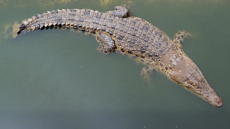 Malaysische Behörden finden menschliche Überreste in Krokodilmagen