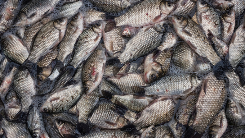 Acht Tonnen Fischreste landen auf Straße: LKW-Fahrer muss bis zu 2.000 Euro Strafe zahlen