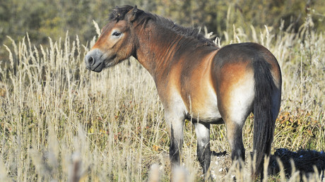 Neues Haustier gefällig? US-Regierung gibt Wildpferde zur Adoption frei und zahlt noch drauf