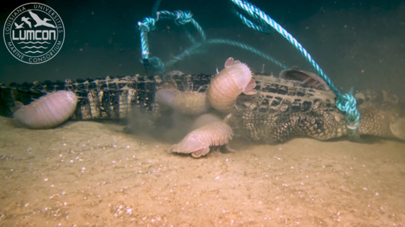 Einzigartige Aufnahmen in 2.000 Metern Tiefe: Riesenasseln vertilgen Alligatoren 