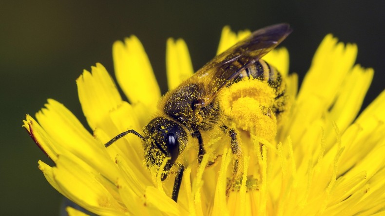 Taiwan: Ärzte ziehen vier lebende Bienen aus dem Auge einer Frau  