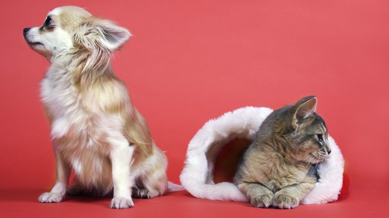 Neue Studie: Hundehalter noch glücklicher als Katzenbesitzer