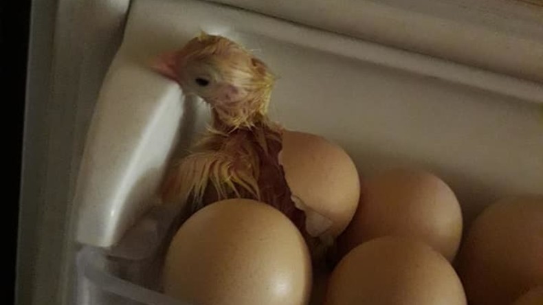 Küken schlüpft in Kühlschrank aus Ei 