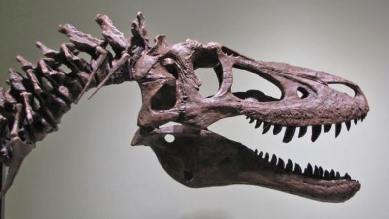 Fossilienjäger bietet Skelett-Teile von T-Rex für fast drei Millionen Dollar auf eBay zum Verkauf an