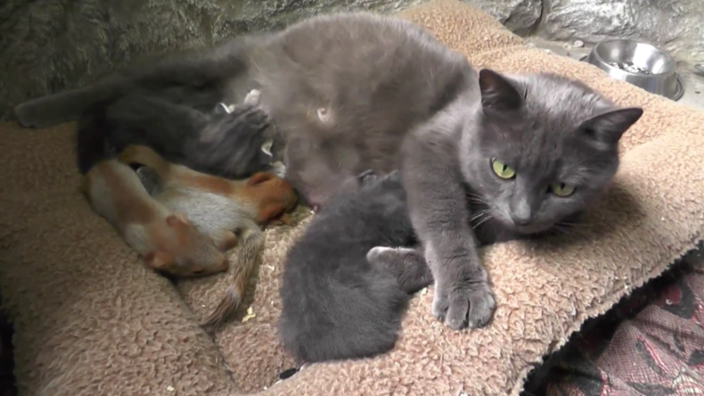 Verrückt nach einander! Katze adoptiert Baby-Eichhörnchen auf der Krim