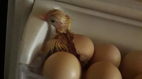 Küken schlüpft in Kühlschrank aus Ei