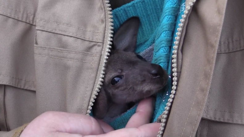 Sankt Petersburg: Tierpflegerin und Ersatzmutter zieht Känguru-Baby in Wollmütze auf