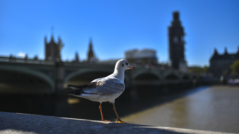 Verdorbene Vogelperspektive: Möwen stören Verkehrsüberwachung in London