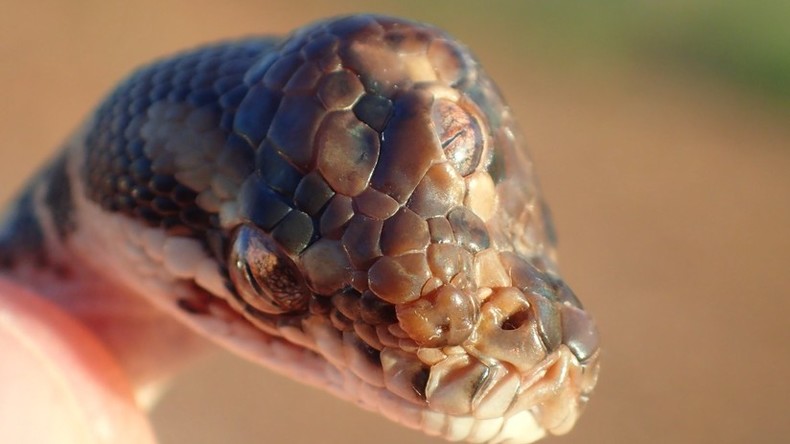 Australische Parkaufseher entdecken Schlange mit drei Augen