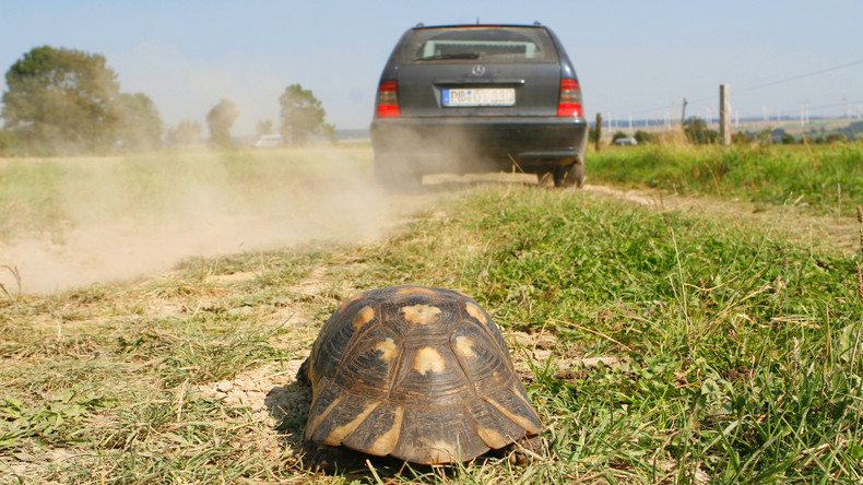 Skurriler Verkehrsunfall in USA: Hochgeschleuderte Schildkröte zerbricht Windschutzscheibe