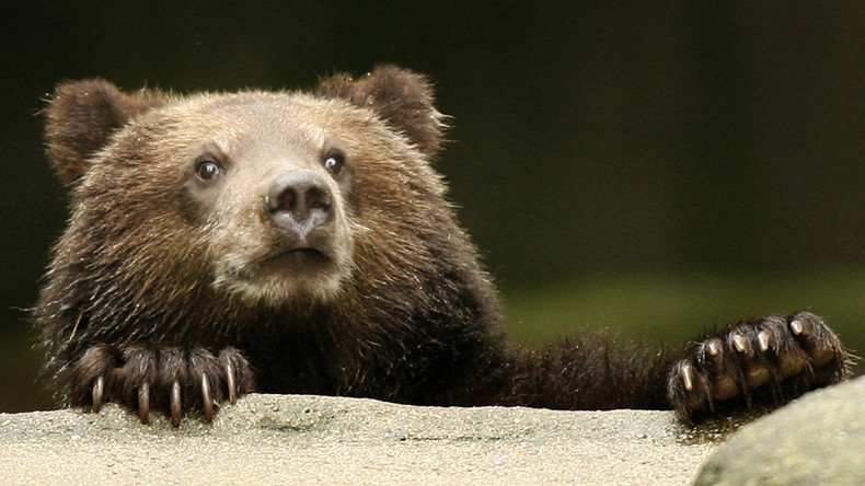Wildes Russland: Bär bringt Jäger um ihre Wegzehrung