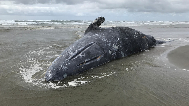 Tote Grauwale an US-Küste – Wissenschaftler sprechen über "ungewöhnliche Sterblichkeit"