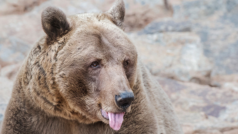 Einmal in Sibirien: Mann beißt Bären Zunge ab und überlebt Attacke des Tieres