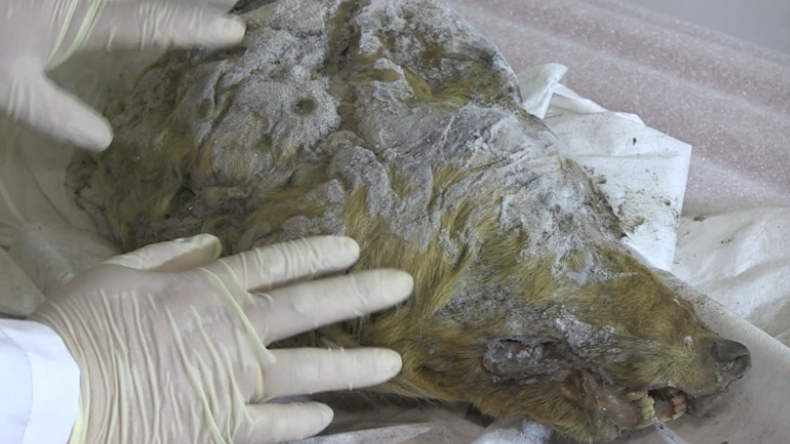Einzigartiger Fund in Russland: Riesiger Wolfskopf gefunden - Offenbar älter als 40.000 Jahre