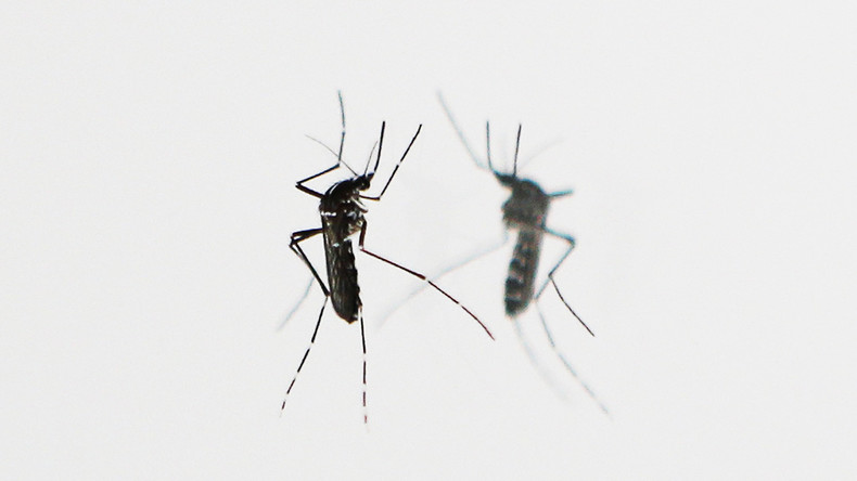 Familie aus Island infiziert sich im Urlaub: Erstmals Chikungunya-Virus in Spanien 
