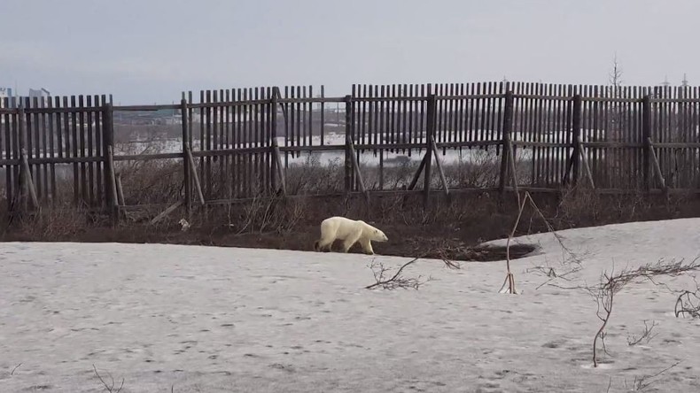 Russland: Eisbär wandert durch sibirische Stadt 