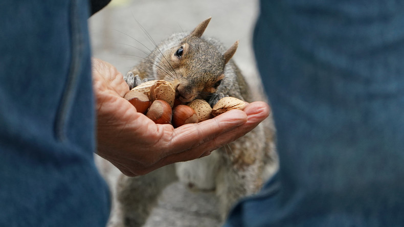 Genau 2.373 Eichhörnchen: Aktivisten zählen Nagetiere im New Yorker Central Park