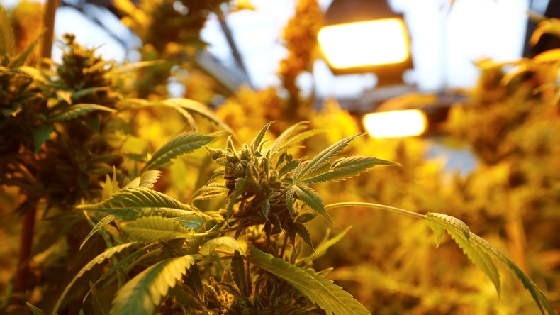 Stromverbrauch verrät Gartenpächter beim Cannabis-Anbau 