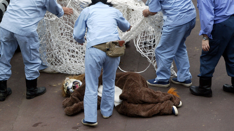 Zoo übt Maßnahmen bei Löwenausbruch: Großkatzen schauen Menschen interessiert zu