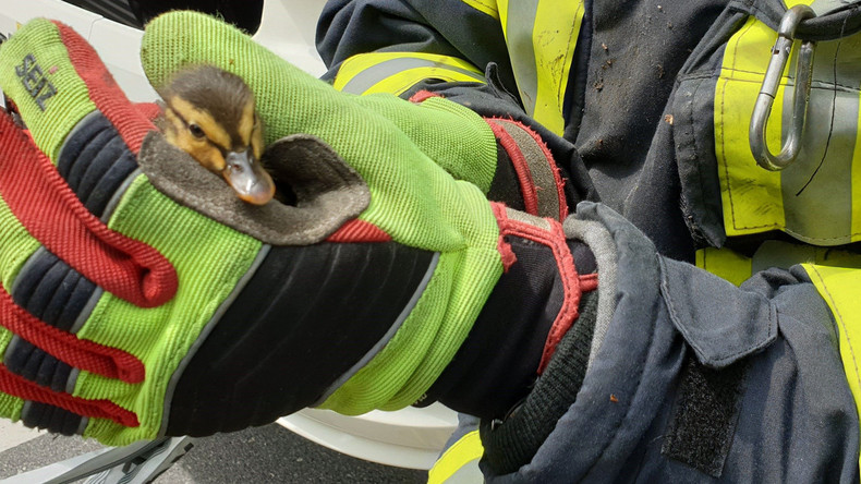 Quakunfall: Feuerwehrleute retten Entenküken mit Hilfe von Entenvideo aus Kanalisation 