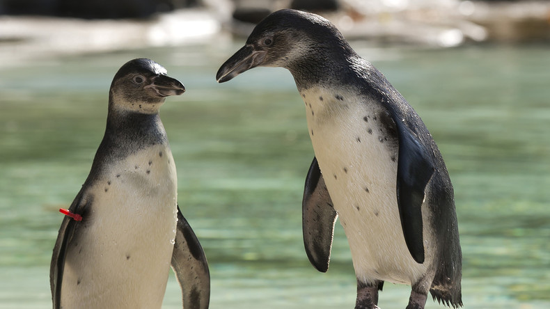 "Einige Pinguine sind homosexuell – lebt damit": Londoner Zoo ehrt schwules Tierpaar vor Gay Pride