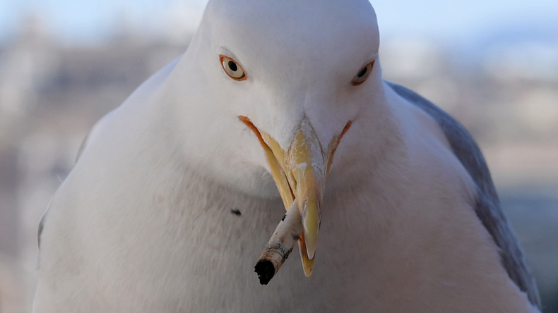 Strandmüll als neues Glied in der Nahrungskette: Vogel füttert Junges mit Zigarettenstummel