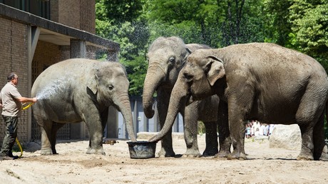 Hitzewelle: Kalte Duschen und Eiswürfel für Tiere des Berliner Zoos