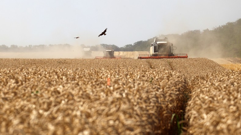 Russland verlängert Zollfreiheit auf Weizenexporte – Produktion boomt weiterhin