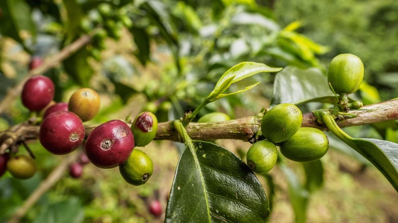 Nach 24 Jahren Forschung: Erstklassiges Kaffeeproduktionssystem auf Chinas Hainan implementiert