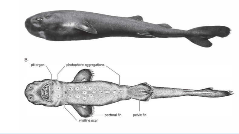 Leuchtet im Dunkeln: Wissenschaftler entdeckten neue Haiart