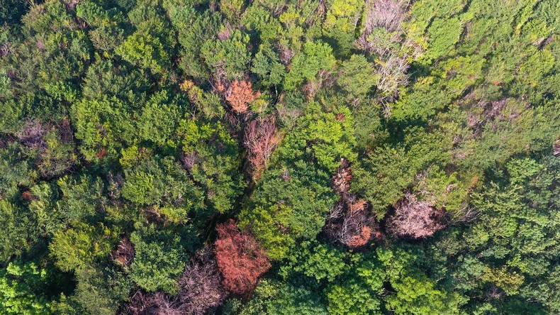 120.000 Hektar abgestorben: Nationaler Waldgipfel geplant (Video)