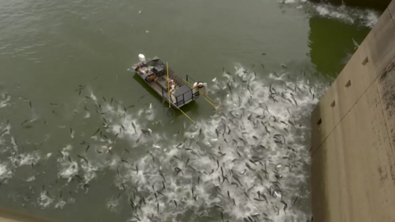 Radikale Maßnahme: Hunderte Fische werden mittels Elektroschock eliminiert