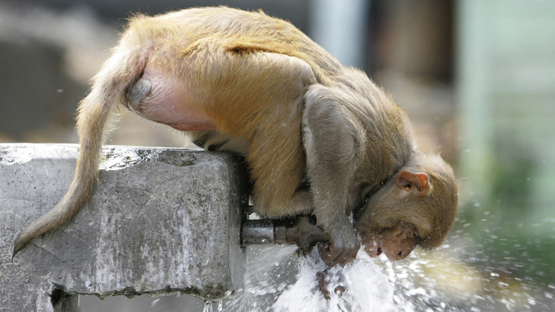 Umweltbewusster als manche Menschen: Affe stillt Durst und dreht danach Wasserhahn zu