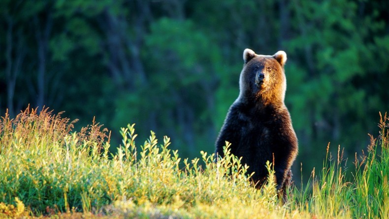Wildes Russland: Pilzjägerin versinkt bis zum Bauch im Sumpf und hält Bären lautstark auf Distanz