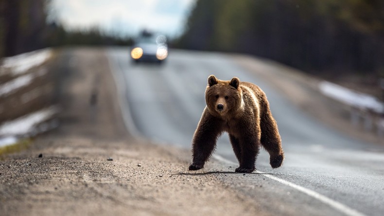 Beliebte Touristenstrecke wegen Einfall "hungriger Bären" im Fernen Osten Russlands geschlossen