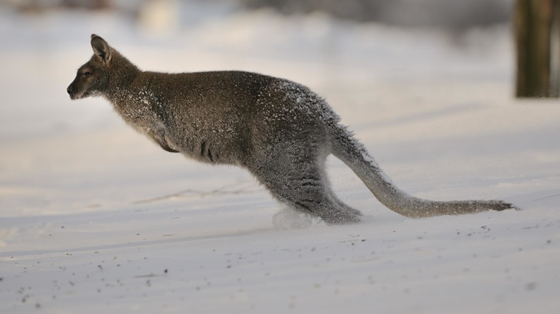 Von wegen alle Jahre wieder: Kängurus hüpfen in verschneiten Savannen bei Kältewelle in Australien