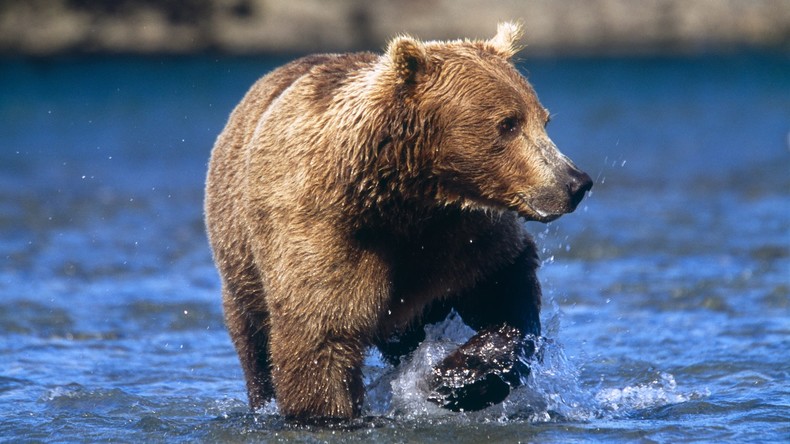 So ein Zirkus: Bär planscht direkt neben Badegästen im Fluss