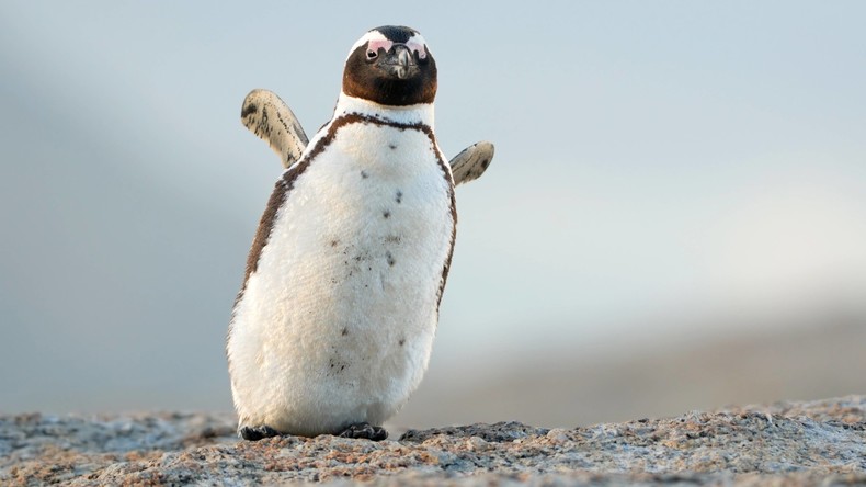 "Völlig natürlich": Lesbische Pinguine sollen erstmals weiblichen Pinguin "genderlos" aufziehen