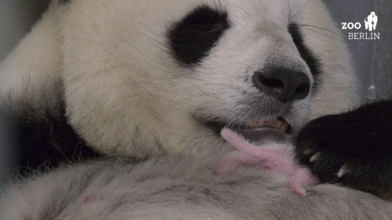 Mamas Freude! Zwei Wochen alte Pandawelpen im Berliner Zoo bei guter Gesundheit