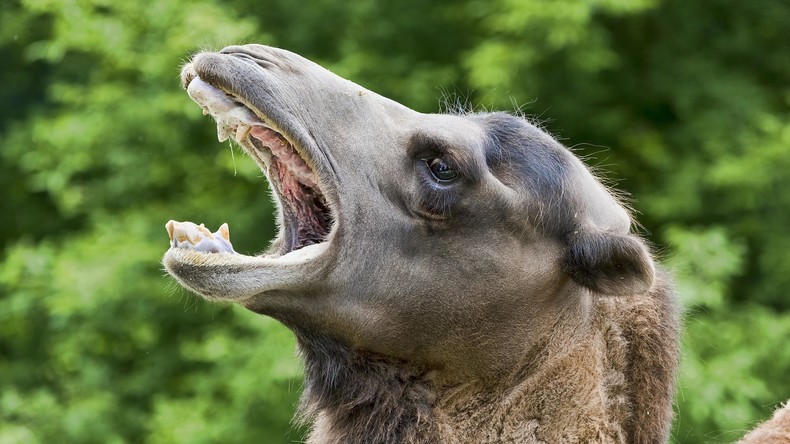 Hodenbiss im Streichelzoo: Besucherin wehrt sich gegen Dromedarbullen mit Händen und Zähnen