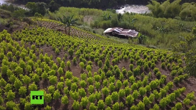Die Kokafalle: Über den Kampf kolumbianischer Kokabauern um legale Anbau-Alternativen (Video-Doku)