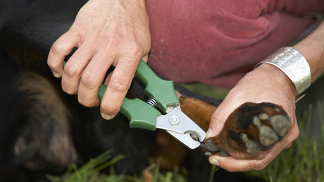 Oscarreifer Auftritt: Hund simuliert Ohnmacht aus Widerwillen gegen Krallenschneiden