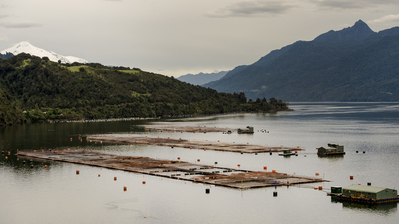 Durchs Netz gegangen: Mehr als 32.000 Silberlachse brechen aus Fischfarm in Chile aus